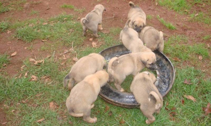 Кангал (турецкая овчарка) — описание породы, характер собаки, содержание и уход