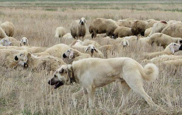 Анатолийская овчарка – бдительный сторож и защитник