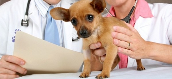 Той-терьер мини: описание породы, содержание, уход, характер