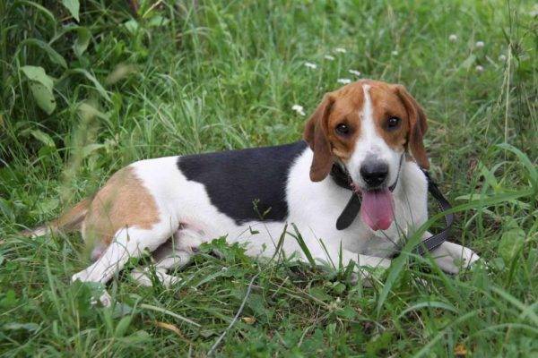 Русская пегая гончая: описание породы, характер, охотничья собака