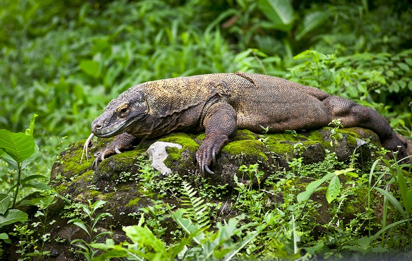 Поясохвост