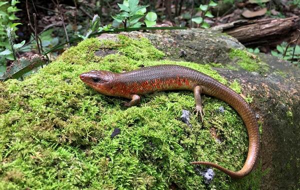 Поясохвост