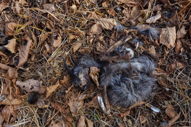 Амурский Горал (Фото): Как выглядит, Где обитает, Чем питается и Интересные факты