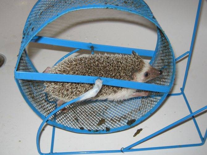 Африканский карликовый еж: продолжительность жизни, содержание и уход в домашних условия, чем кормить, разведение