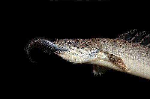 Полиптерус: сенегальский, эндлихера, дельгези, рыба дракон, аквариумный многопер, орнатипинис, альбинос (содержание, совместимость)