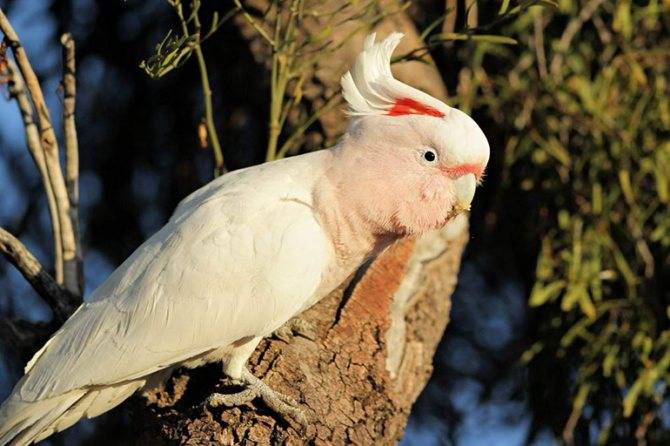Сколько живут попугаи какаду в домашних условиях