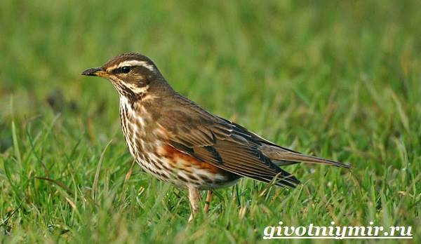 Дрозд рябинник