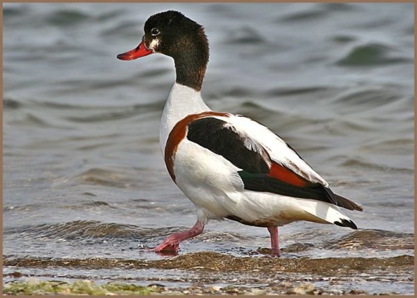 Самые яркие и позитивные виды птиц мира