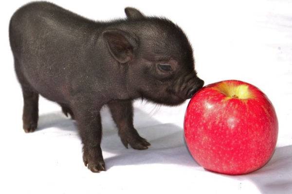 Маленькая декоративная свинка: уход и содержание мини пиги в домашних условиях