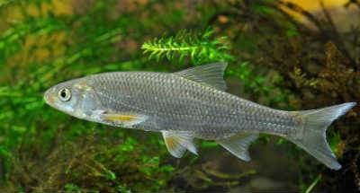 Рыба елец: описание, где водится, на что ловится, вкусовые качества