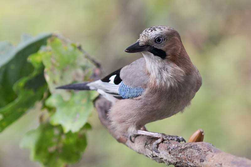 Сойка (фото) – птица, поражающая своим репертуаром