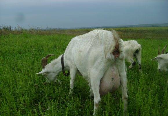 Описание коз Зааненской породы