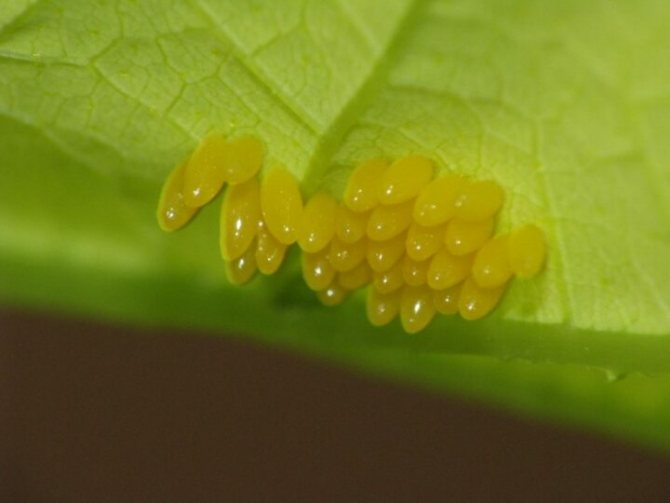 Бабочка монарх весит полграмма и пролетает тысячи километров