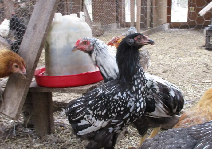 Как содержится порода кур Араукана, и выгоден ли бизнес на ее разведении