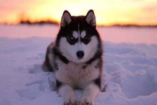 Порода собак якутская лайка и ее характеристики с фото