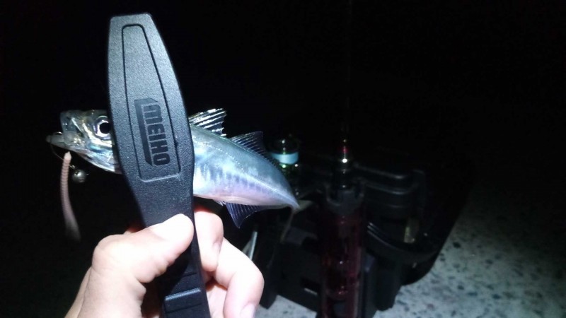 Ставрида (черноморская рыба): как ловить, места обитания, внешний вид, размеры, повадки, список самых уловистых приманок для ставриды