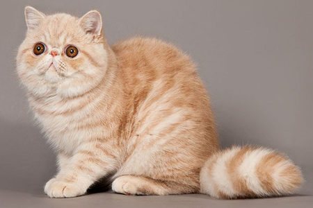 Кошка снупи сколько стоит