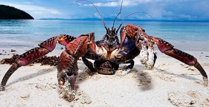 Кокосовый краб – крупнейший представитель членистоногих