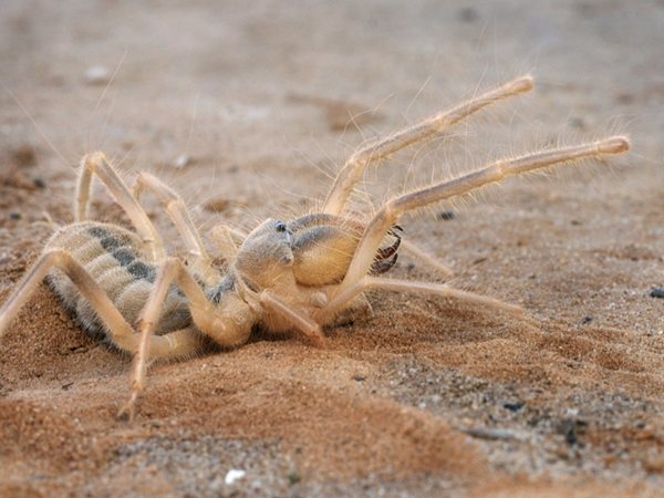 Фаланга – хищный монстр класса паукообразных