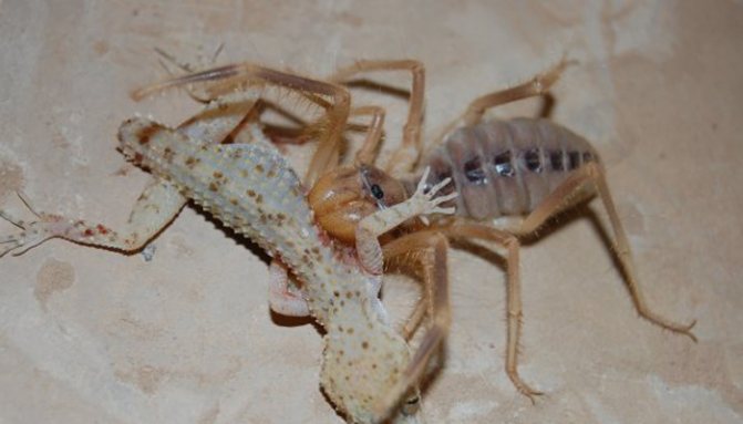 Фаланга – хищный монстр класса паукообразных