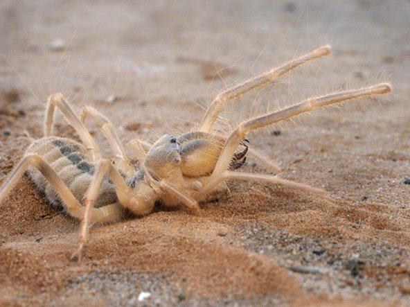 Паук фаланга (сольпуга): членистоногое, разрывающее своих жертв