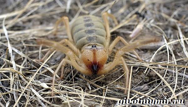 Фаланга-паук-Образ-жизни-и-среда-обитания-паука-фаланга-5