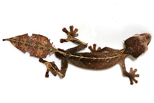 Животные Мадагаскара