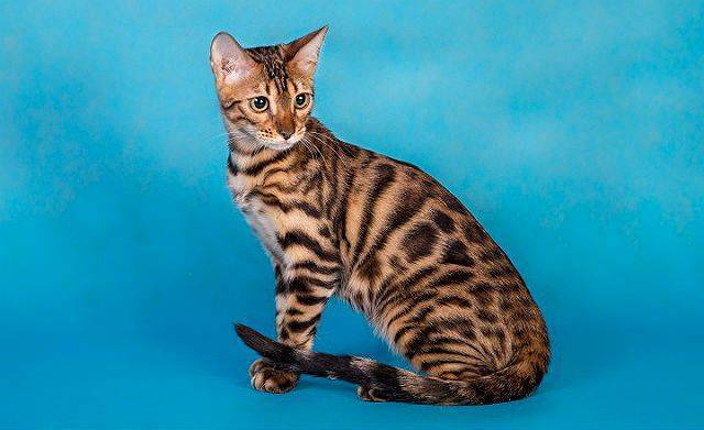 Породы кошек с тигровым окрасом, реально похожих на тигра