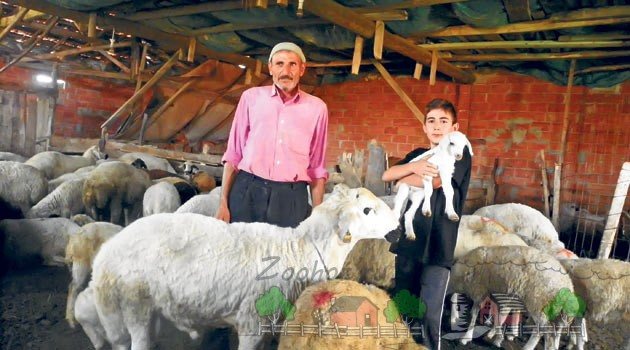 Как называется помещение, где живут овцы?