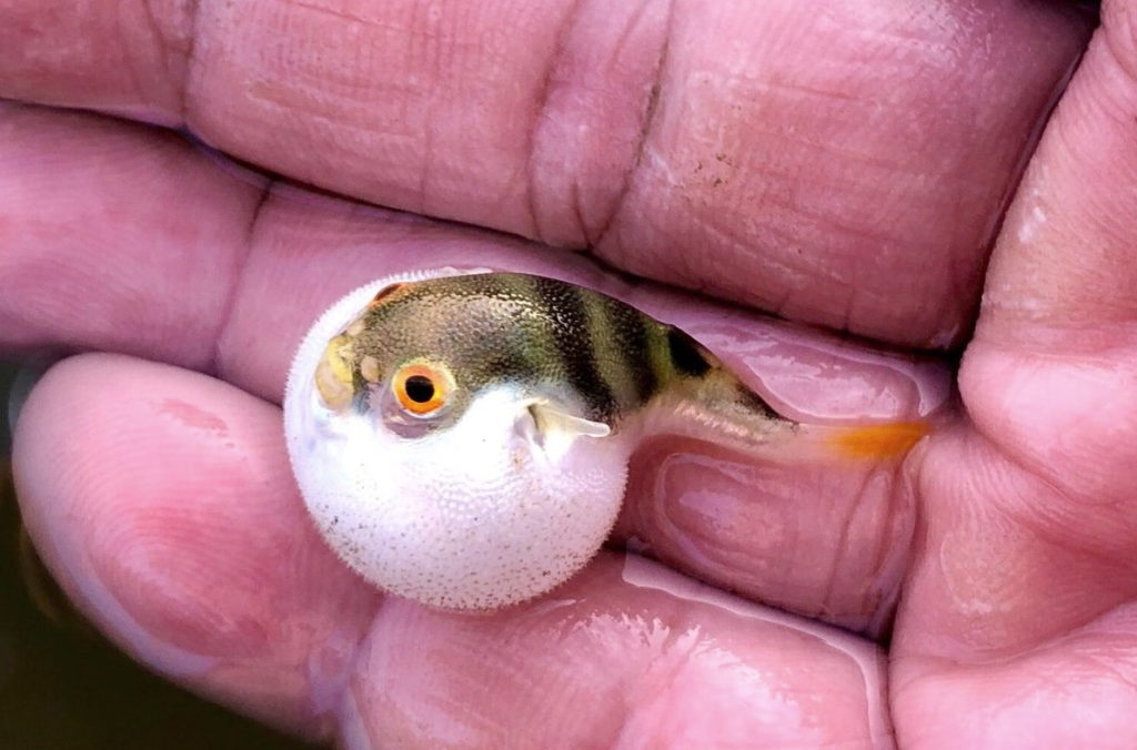 Жареная рыба фугу