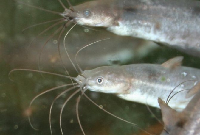 Мешкожаберный сом: содержание в аквариуме, совместимость с другими рыбами, размножение