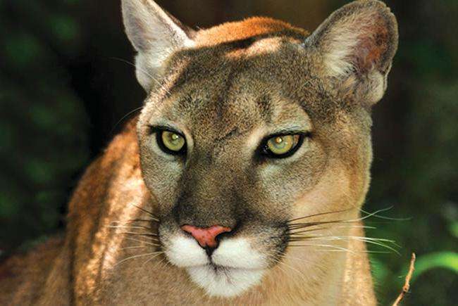 Флоридская пума