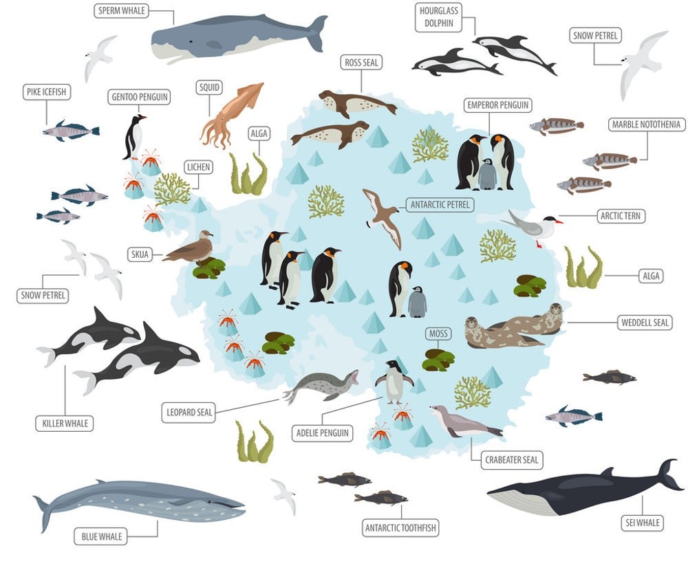 Фауна Антарктиды