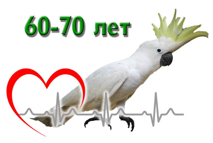 Сколько живут попугаи какаду в домашних условиях