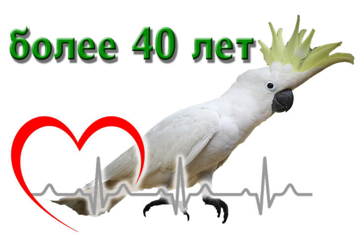 Сколько живут попугаи какаду в домашних условиях