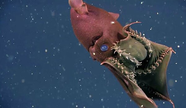 Фото: Адский вампир