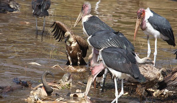 Фото: аисты марабу