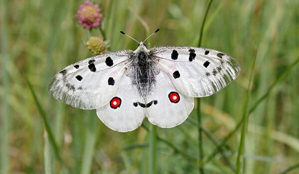 Фото: Аполлон