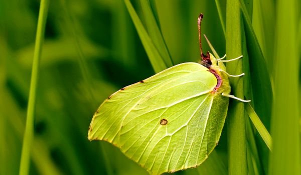 Фото: Лимонная бабочка