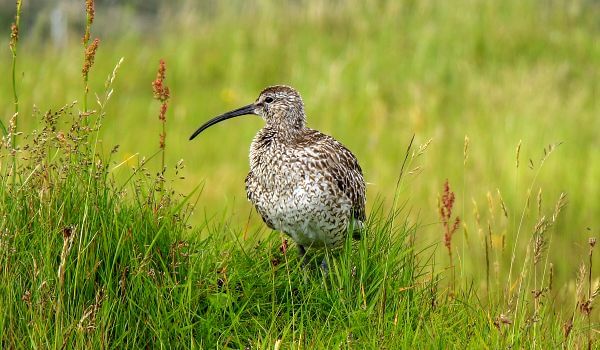 Фото: Бекас в природе