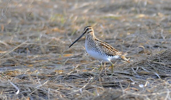 Фото: Бекас в России