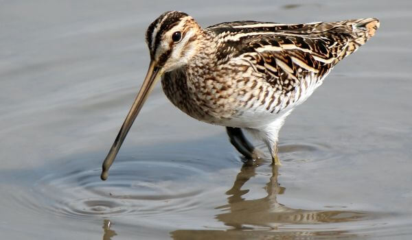 Фото: Бекас в воде