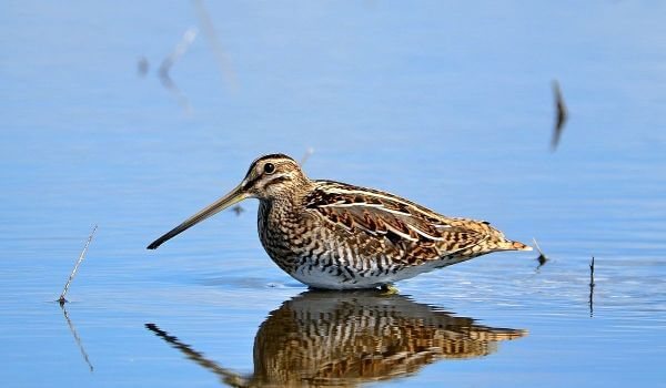 Фото: Бекас