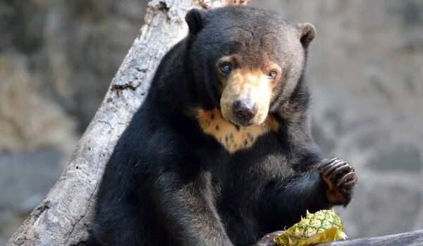 Фото: Бируанг