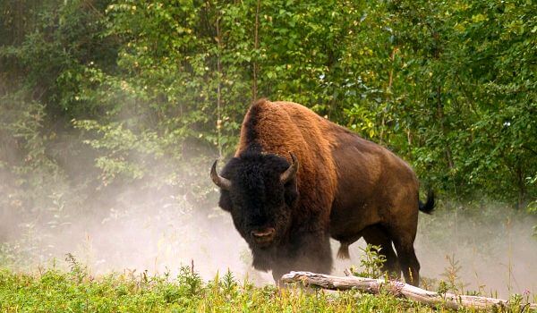 Фото: Бизон Красная книга