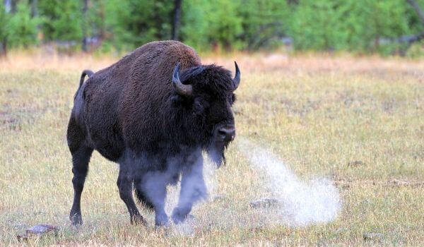 Фото: Бизон животное
