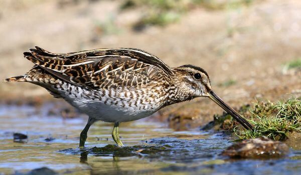 Фото: Болотная птица бекас