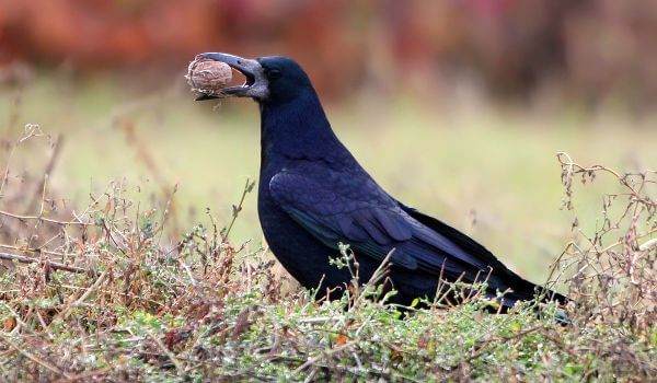 Фото: Большая башня