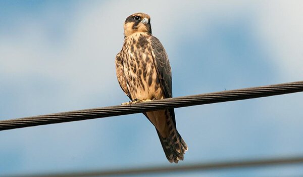 Фото: Чеглок