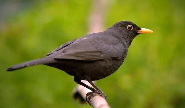 Фото: Дрозд в России